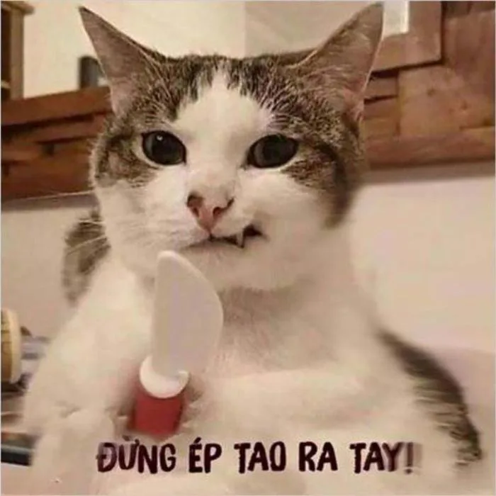 100+ hình ảnh meme hài hước, vui nhộn và hot nhất