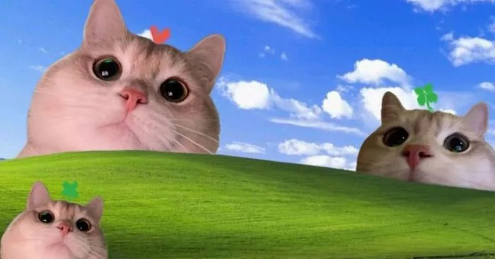Tổng Hợp 99+ Mẫu Hình Nền Máy Tính Meme Dành Cho Dân Văn Phòng