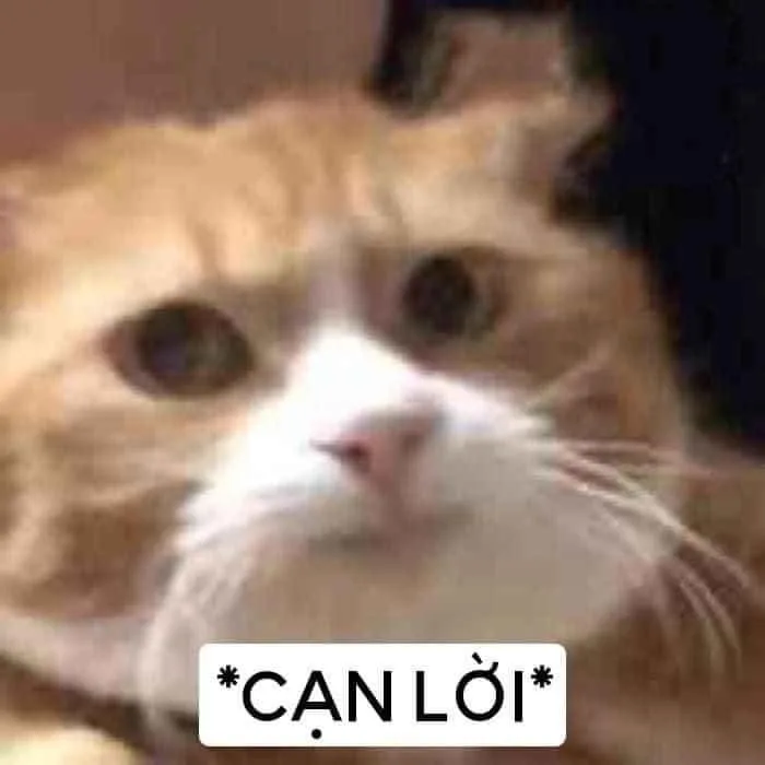 Tổng hợp meme bất lực cực nhây cho dân cào phím