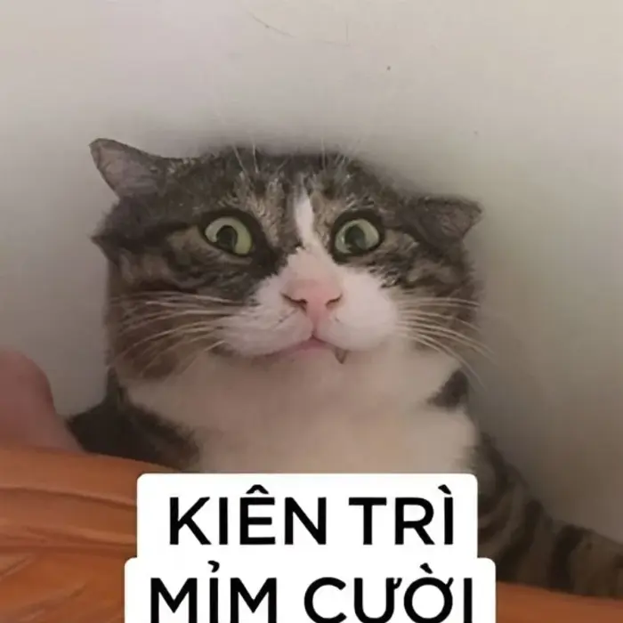 BST 60+ Meme Bất Lực bó tay không biết làm gì, chấp nhận đầu hàng số phận