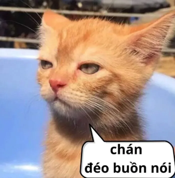 Trọn Bộ Sưu Tập Ảnh Bất Lực Meme Hài Hước, Đáng Yêu 2026