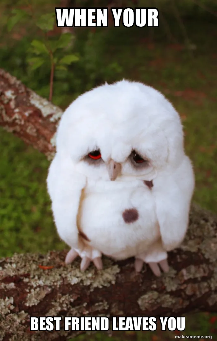 When your Best friend leaves you - Sad Owl Meme Generator When your Best friend leaves you - Sad Owl Meme Generator