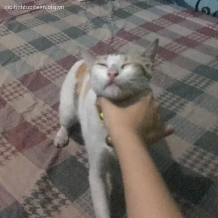 100+ Meme Bóp Cổ Lè Lưỡi: Biểu cảm vừa giận vừa buồn cười khó đỡ