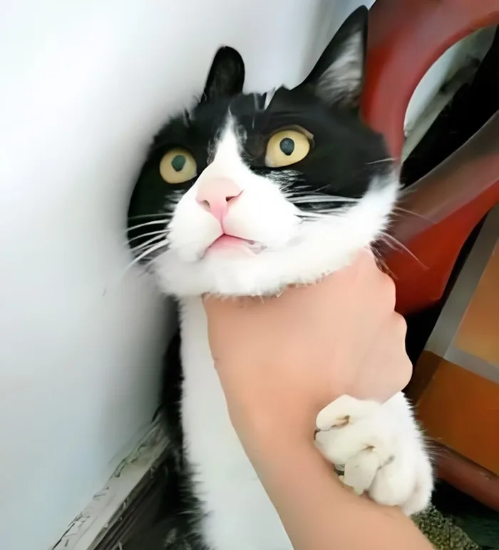 Bộ Sưu Tập 99+ Bóp Cổ Meme Hot Trend Khiến Ai Cũng Phải Cười