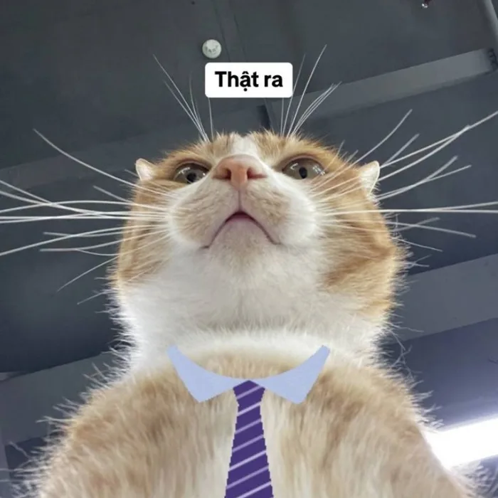 32+ ảnh meme mèo bựa siêu hài hước, đáng yêu nhất hành tinh