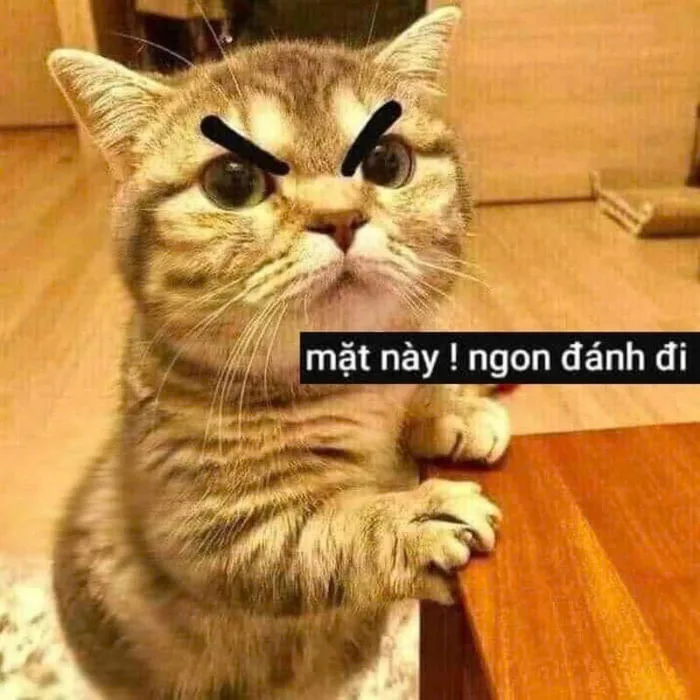 Meme mèo bựa: Tổng hợp bộ sưu tập meme mèo bựa siêu hài hước, cười ra nước  mắt