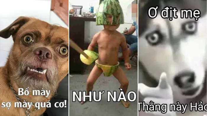 Tổng Hợp 310+ Ảnh Meme Bựa Hài Hước Vui Nhộn Không Thể Bỏ Lỡ