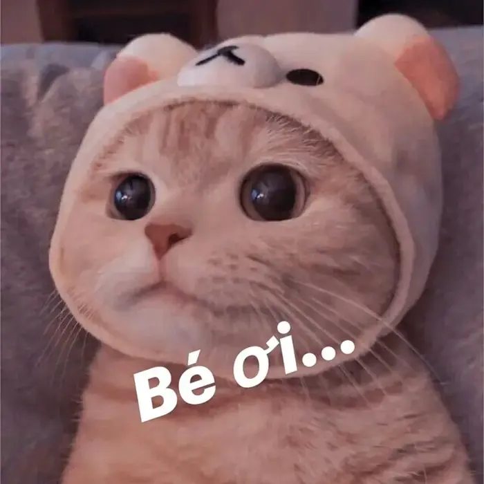 Khám phá những meme bựa cực bá đạo, xem một lần là mê