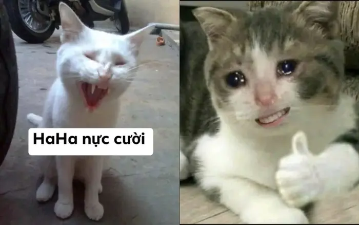 Cười xỉu với ảnh chế meme mèo bựa cực lầy cực độc đáo