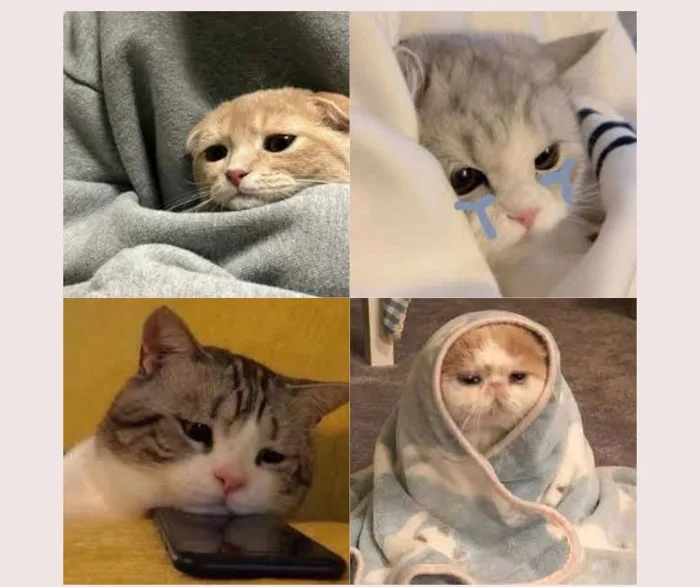 Tổng hợp các loại meme buồn làm mưa làm gió trên mạng xã hội