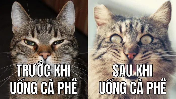 Tổng hợp Mẫu Meme Mèo Đẹp, Hài Hước Miễn Phí - Tạo Meme Mèo Theo Phong Cách  Riêng | Canva