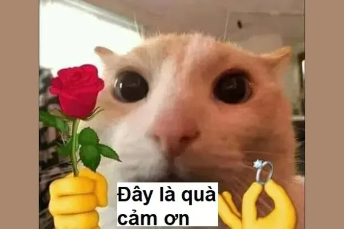 Meme cảm ơn: Cách thể hiện lòng biết ơn độc đáo và hài hước trên mạng xã hội