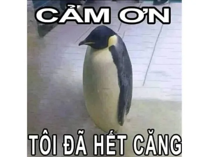 Bộ Sưu Tập 100+ Cảm Ơn Meme Sử Dụng Phổ Biến Nhất 2026