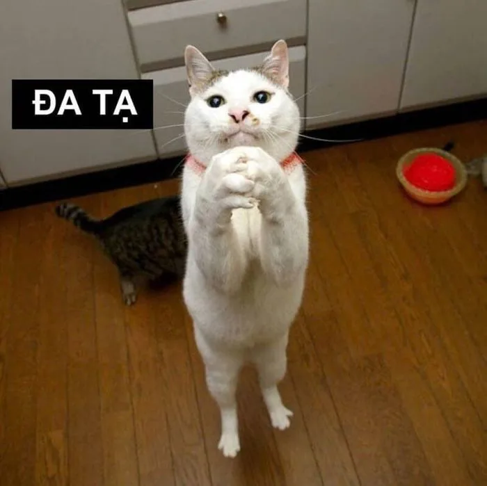 Bộ Sưu Tập 100+ Cảm Ơn Meme Sử Dụng Phổ Biến Nhất 2026