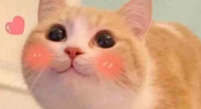 Meme cảm ơn hài hước, dễ thương, bạn đừng bỏ lỡ