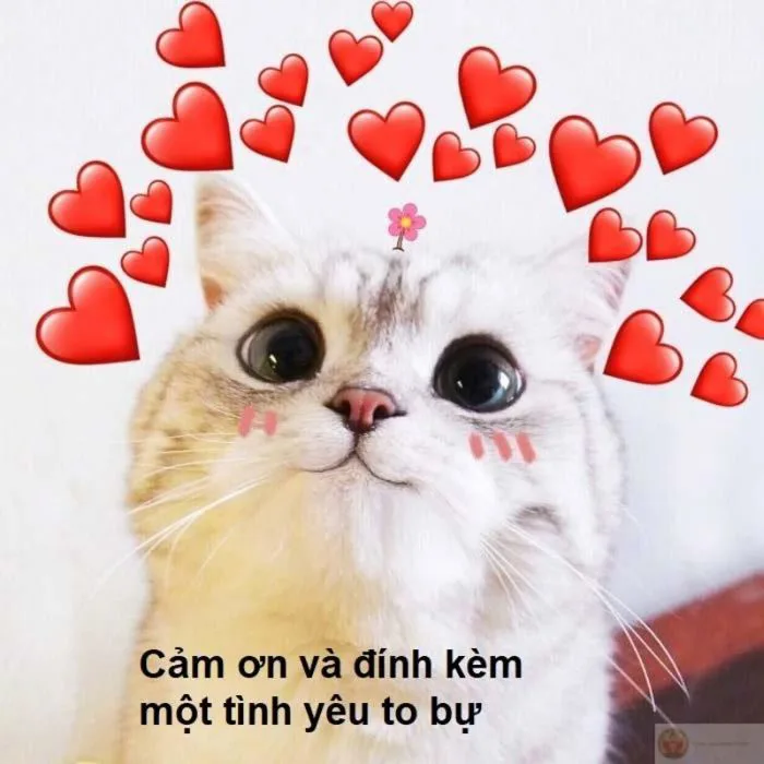 Tổng hợp meme cảm ơn, thank you thịnh hành cute, hài hước
