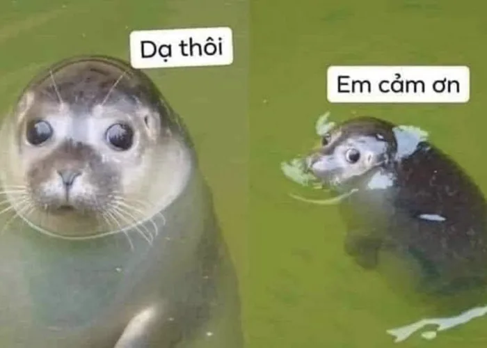 Tổng hợp những meme thank you thịnh hành để bạn tương tác trên mạng xã hội cực vui nhộn