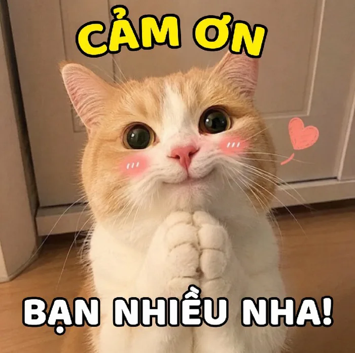 100+ Meme Cảm Ơn - Ảnh chế đội ơn, đa tạ siêu hài cute