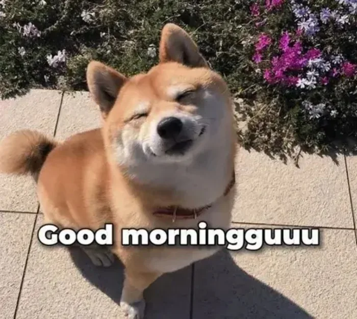 Tổng hợp 150+ Meme Chào Buổi Sáng Hài Hước, Độc Đáo Nhất