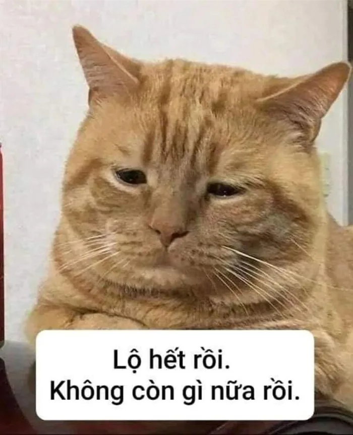 Tổng hợp ảnh meme cute có chữ và hot nhất trên mạng xã hội