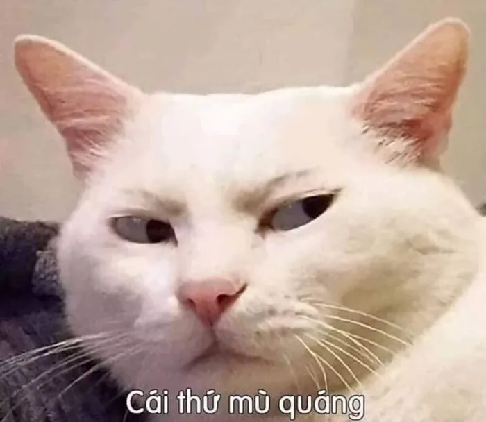Tổng hợp ảnh meme cute có chữ và hot nhất trên mạng xã hội