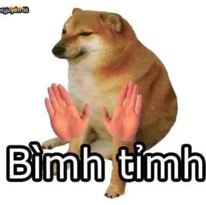 Tuyển tập 50+ ảnh meme cheems hài hước, bá đạo và vui nhộn | Yody