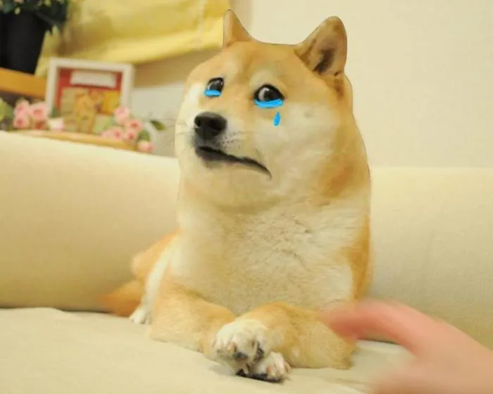 Cheems meme là gì? Tổng hợp các meme Cheems hài hước, thú vị