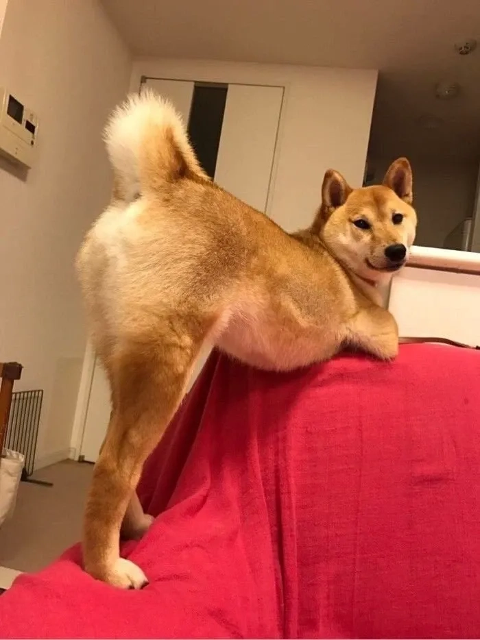 Khám phá ảnh meme shiba cực dễ thương cho một ngày tươi vui