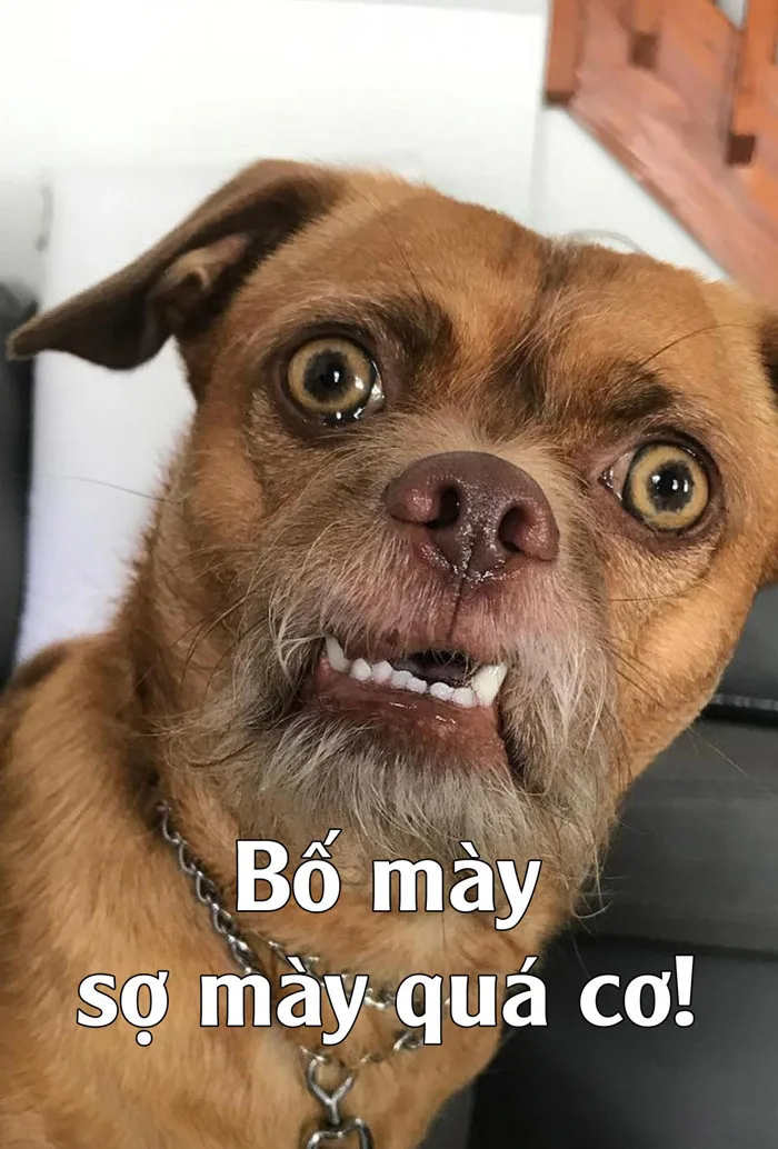 Tuyển tập 99+ ảnh chó meme hài hước, CƯỜI ĐAU CẢ BỤNG | Yody