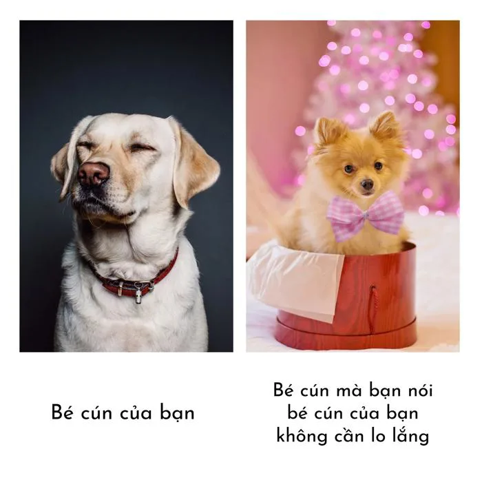 Tạo Meme Chó Hài Hước, Cute Cực Dễ | Mẫu Canva Miễn Phí