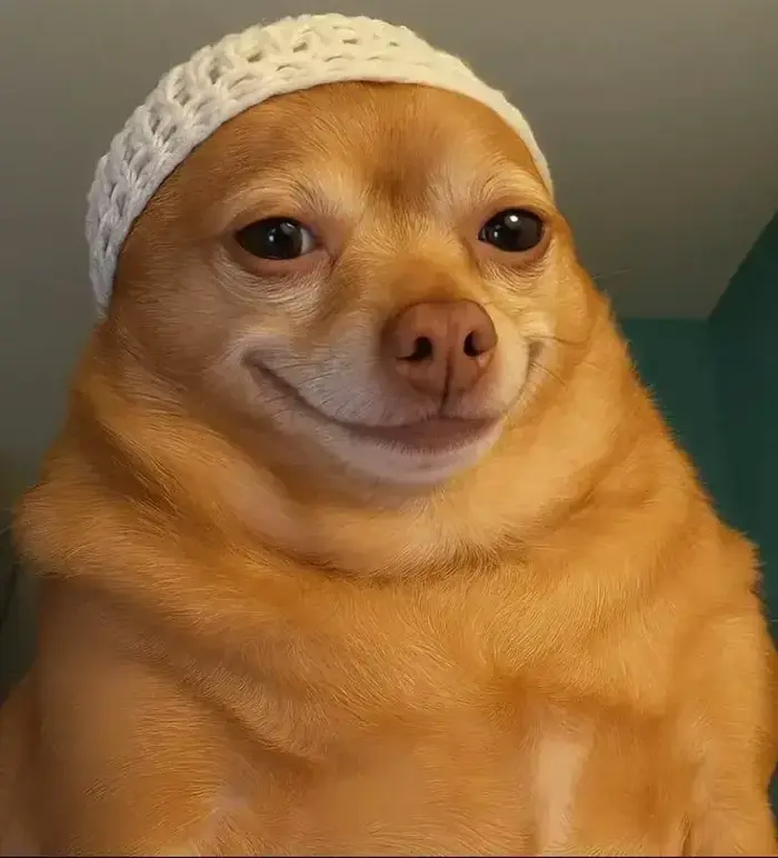 Meme Chó Cười Đểu bá đạo giúp cuộc trò chuyện của bạn thêm mặn mà