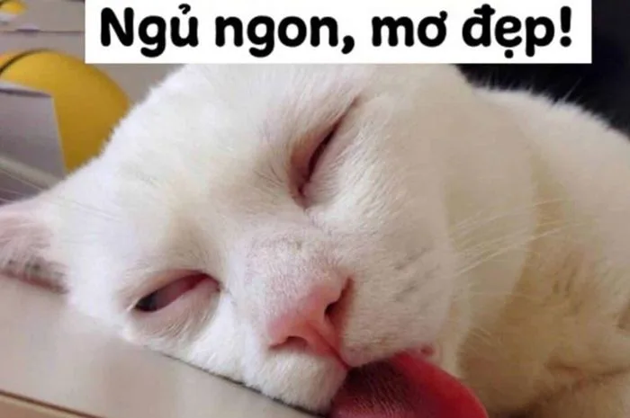 Trọn Bộ Sưu Tập Meme Chúc Ngủ Ngon Dễ Thương, Vui Nhộn 2026 Trọn Bộ Sưu Tập Meme Chúc Ngủ Ngon Dễ Thương, Vui Nhộn 2026