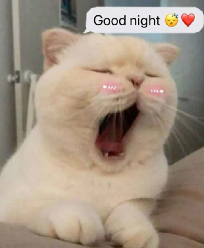 Trọn Bộ Sưu Tập Meme Chúc Ngủ Ngon Dễ Thương, Vui Nhộn 2026 Trọn Bộ Sưu Tập Meme Chúc Ngủ Ngon Dễ Thương, Vui Nhộn 2026
