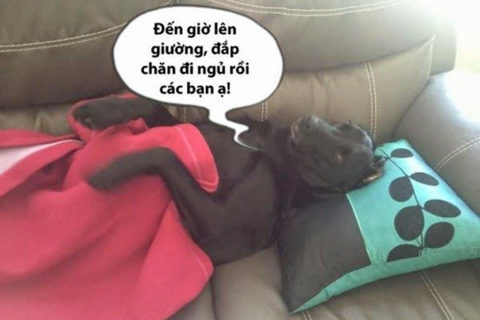 Meme chúc ngủ ngon là gì? Tìm hiểu ý nghĩa tin nhắn chúc ngủ ngon Meme chúc ngủ ngon là gì? Tìm hiểu ý nghĩa tin nhắn chúc ngủ ngon