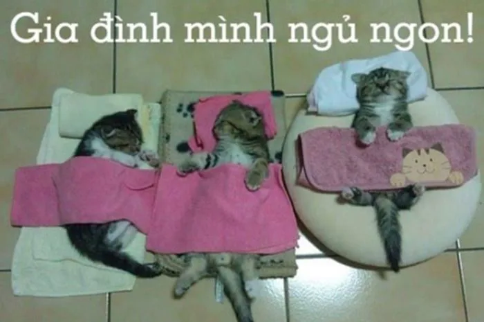 Trọn Bộ Sưu Tập Meme Chúc Ngủ Ngon Dễ Thương, Vui Nhộn 2026 Trọn Bộ Sưu Tập Meme Chúc Ngủ Ngon Dễ Thương, Vui Nhộn 2026