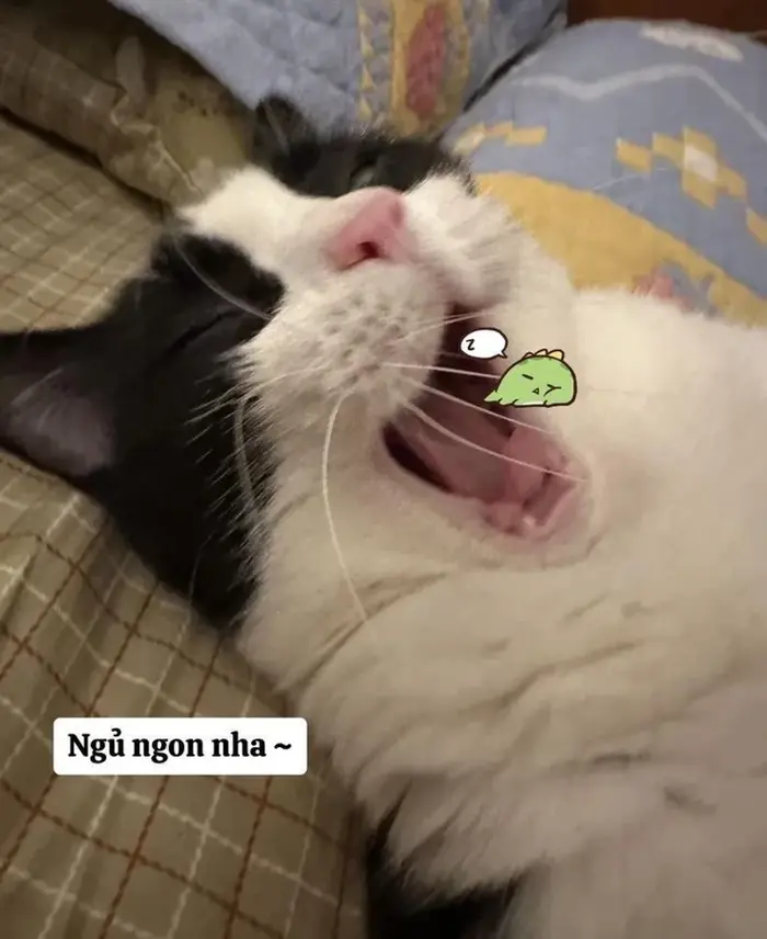 Gửi lời chúc ngủ ngon theo cách hài hước với meme dễ thương Gửi lời chúc ngủ ngon theo cách hài hước với meme dễ thương