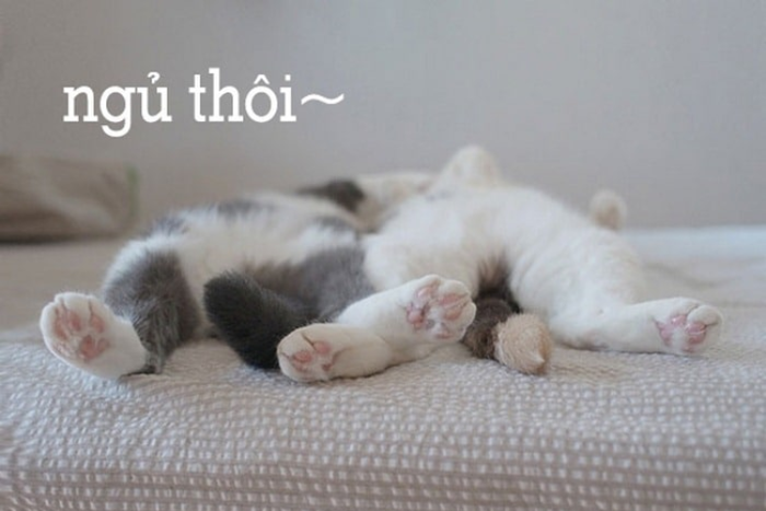 Meme chúc ngủ ngon là gì? Tìm hiểu ý nghĩa tin nhắn chúc ngủ ngon Meme chúc ngủ ngon là gì? Tìm hiểu ý nghĩa tin nhắn chúc ngủ ngon
