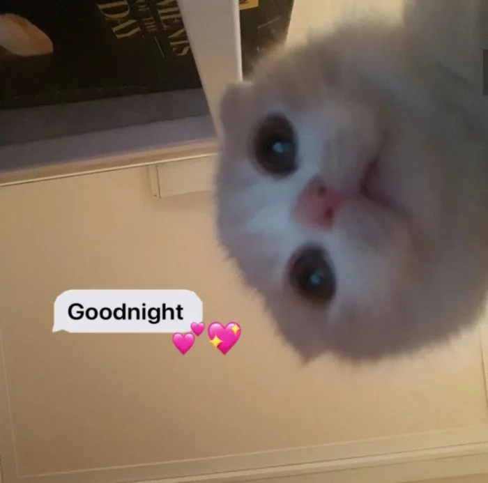 100+ ảnh meme chúc ngủ ngon đáng yêu, cute, hài hước và lầy lội nhất 100+ ảnh meme chúc ngủ ngon đáng yêu, cute, hài hước và lầy lội nhất