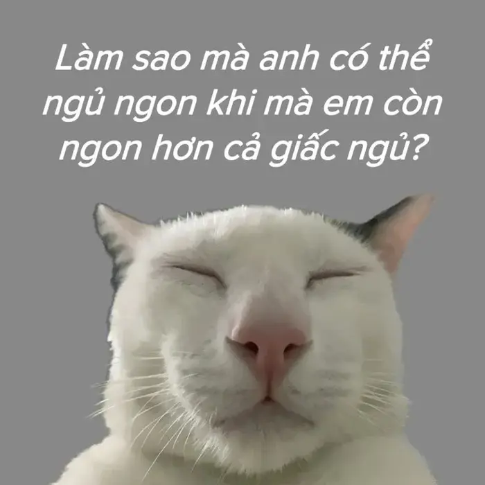 BST 80 Meme Chúc Ngủ Ngon vừa hài vừa cute đáng yêu để có giấc mơ đẹp BST 80 Meme Chúc Ngủ Ngon vừa hài vừa cute đáng yêu để có giấc mơ đẹp