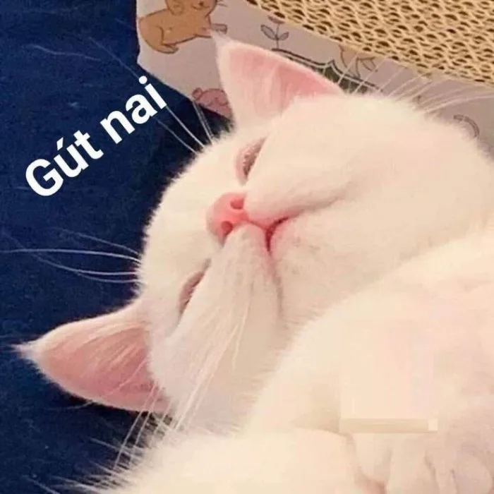 100+ ảnh meme chúc ngủ ngon đáng yêu, cute, hài hước và lầy lội nhất 100+ ảnh meme chúc ngủ ngon đáng yêu, cute, hài hước và lầy lội nhất