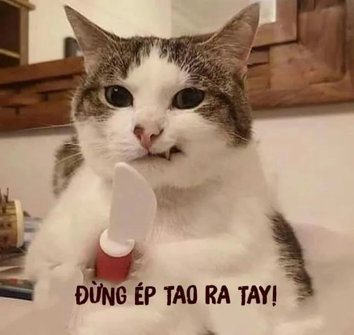 Hình Ảnh Chế Comment Facebook Hay Hài, Độc Bựa Vựa Muối