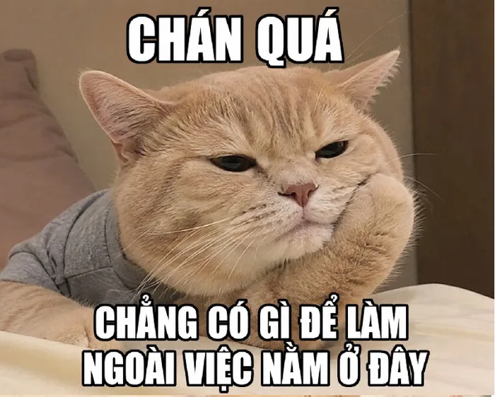 168+ Meme Chán Chán Đời Chán Nản ảnh chế siêu hài