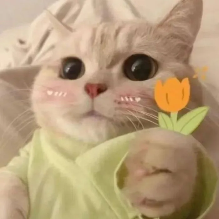 Những ảnh meme cute HOT nhất hiện nay