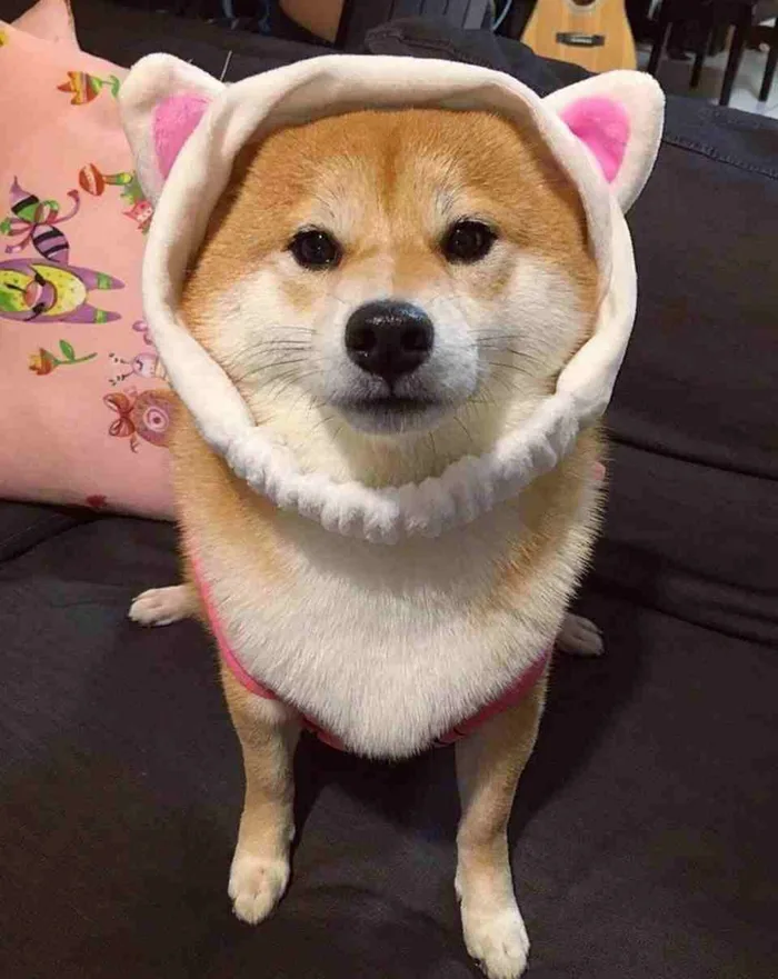 Phì cười với hàng loạt meme cute, ấn tượng thuộc nhiều chủ đề đang viral  khắp cõi mạng