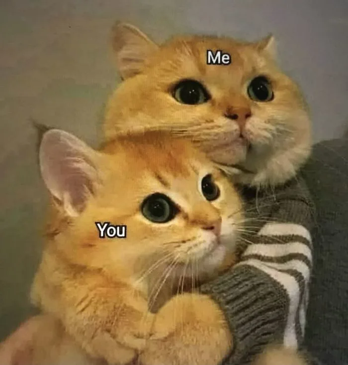 Two Cute Cats Sitting Together | Cat person meme cute, Cute cat memes for  her, Cute