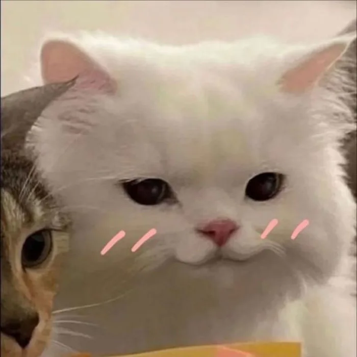 Những ảnh meme cute HOT nhất hiện nay