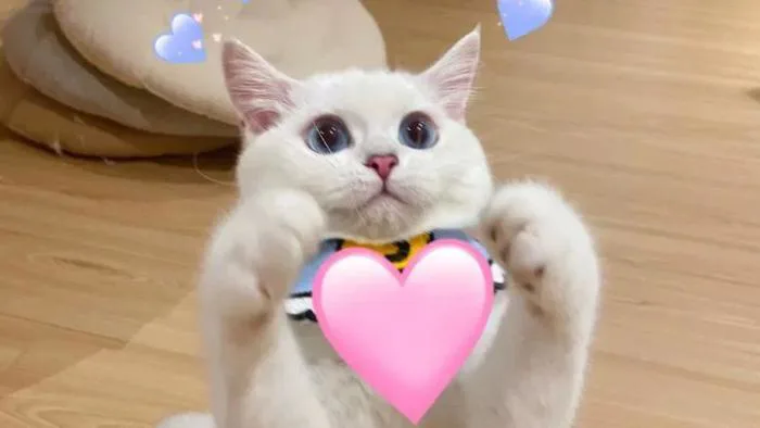 99 + Ngộ nghĩnh ảnh mèo cute khiến bạn 
