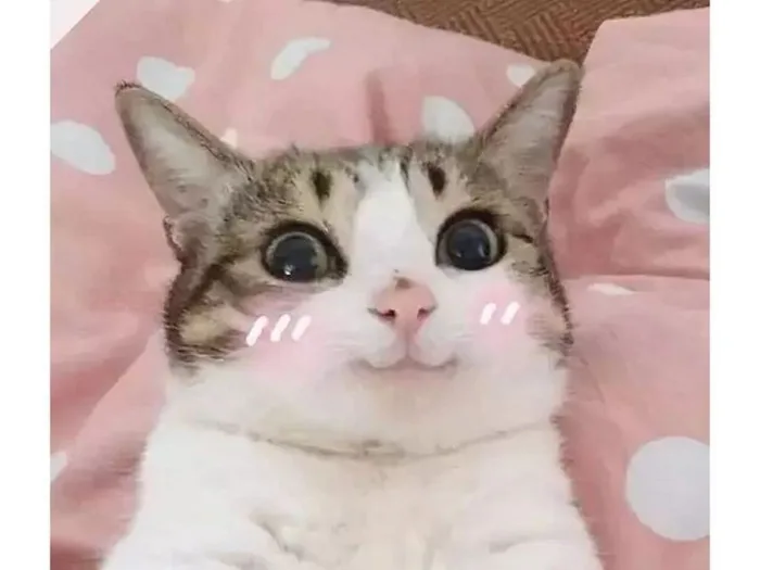 Phì cười với hàng loạt meme cute, ấn tượng thuộc nhiều chủ đề đang viral  khắp cõi mạng