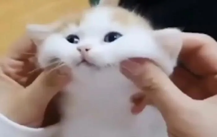 Meme về mèo cute : r/aww