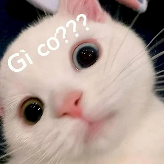 101 ảnh meme mèo khó hiểu hài hước dễ thương, chất lượng cao, tải miễn phí